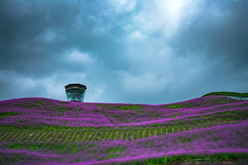 Tongzi north guizhou huahai verbena