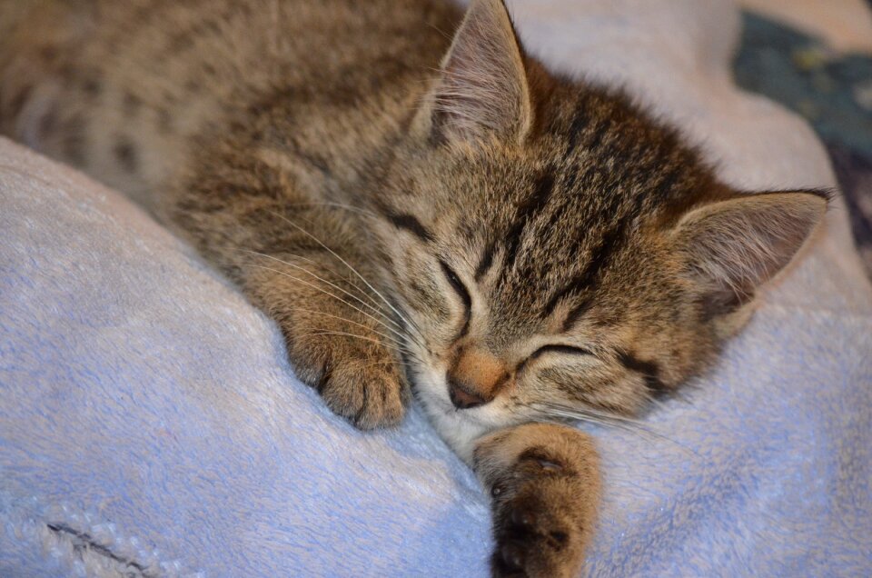 Small cat animals pets