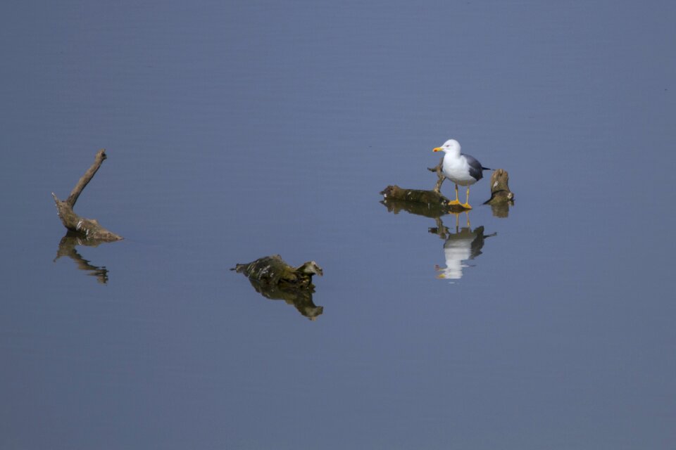 Lake dead wood bird