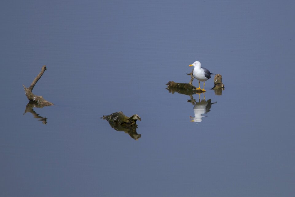 Lake dead wood bird photo