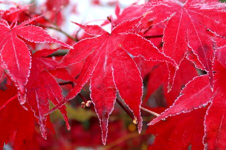 Red frozen autumn photo