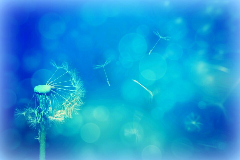 Nature bokeh flying seeds