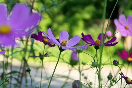 Purple nature garden flowers photo