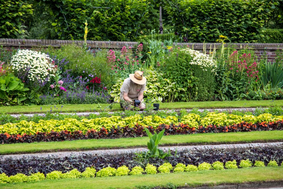 Garden flower plants