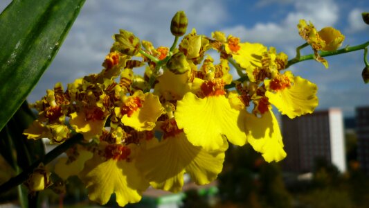 Length yellow flower panicle