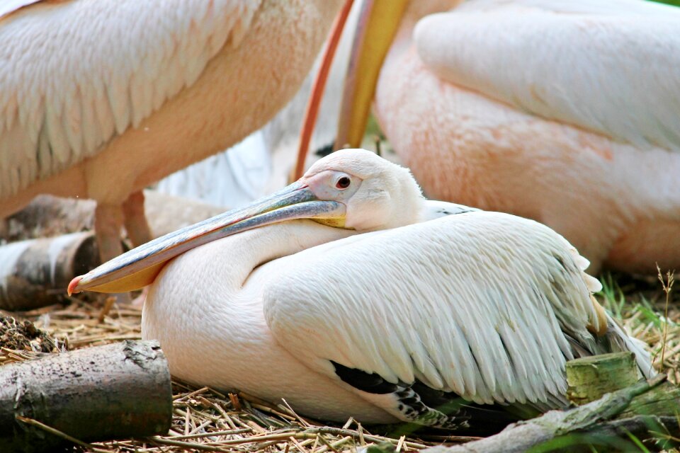 Pelecaniformes bird plumage