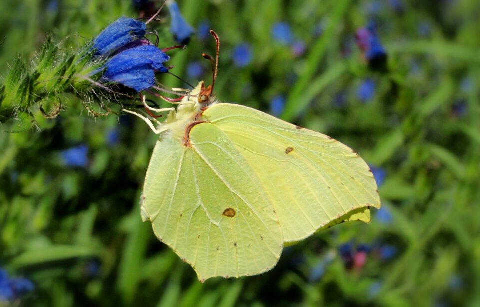 At the court of insect plant