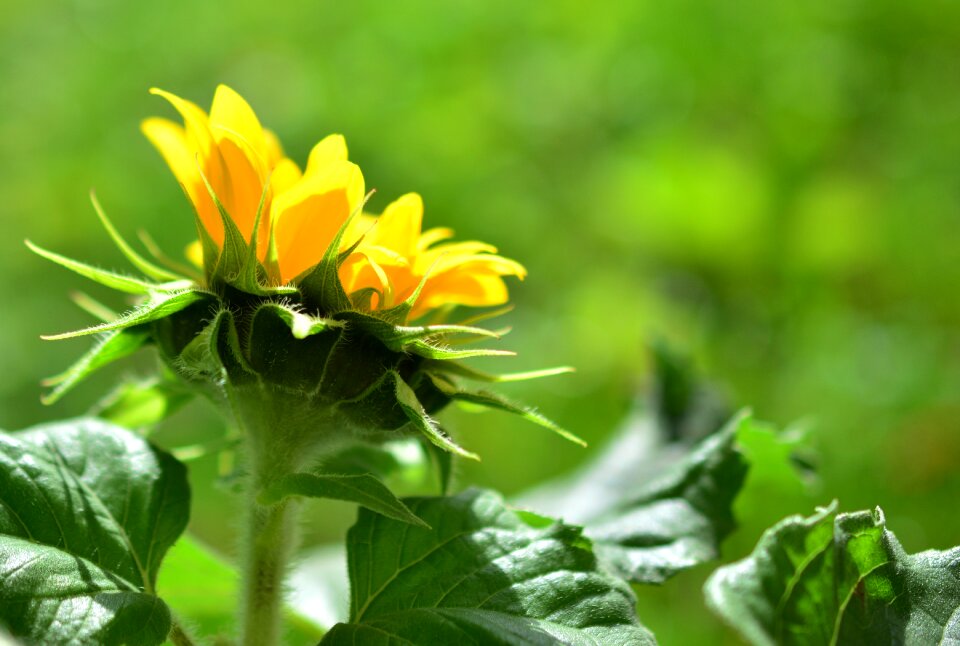 Blossom bloom yellow flower