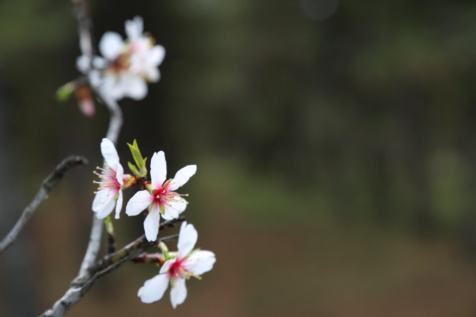 Nature plant tree photo