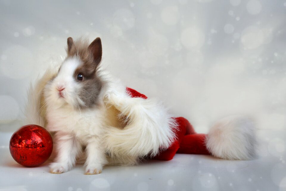 Dwarf bunny cap festival