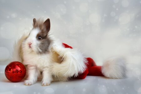 Dwarf bunny cap festival