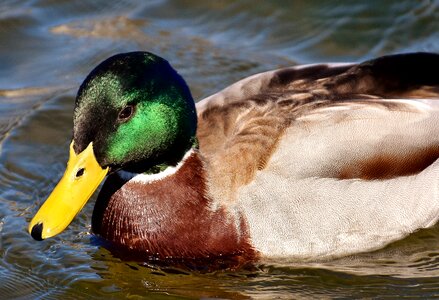 Colorful water bird duck bird