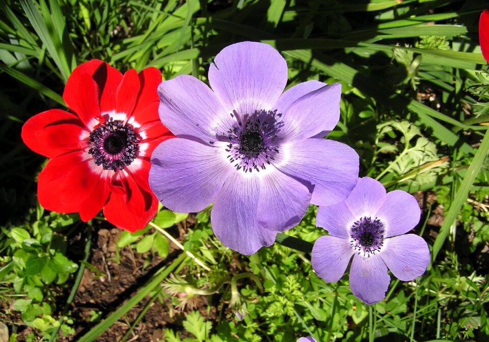 Garden nature mixed