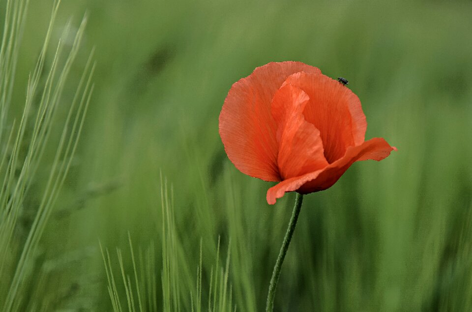 Red poppy blossom bloom photo