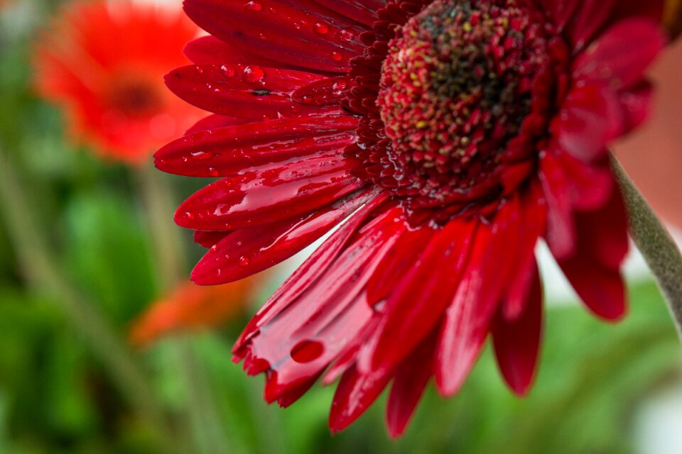 Petal fresh freshness