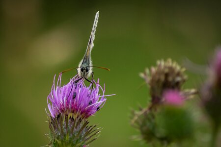 Insect probe flowers