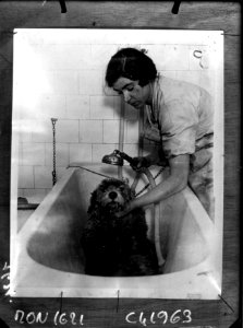 La toilette des toutous 02