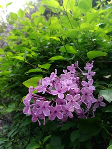 Flower purple smelly see