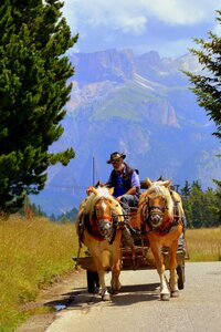 Animals road dolomites