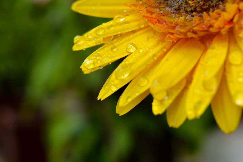 Petal fresh freshness