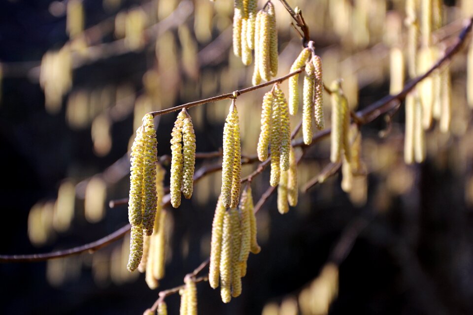 Spring bloom nature