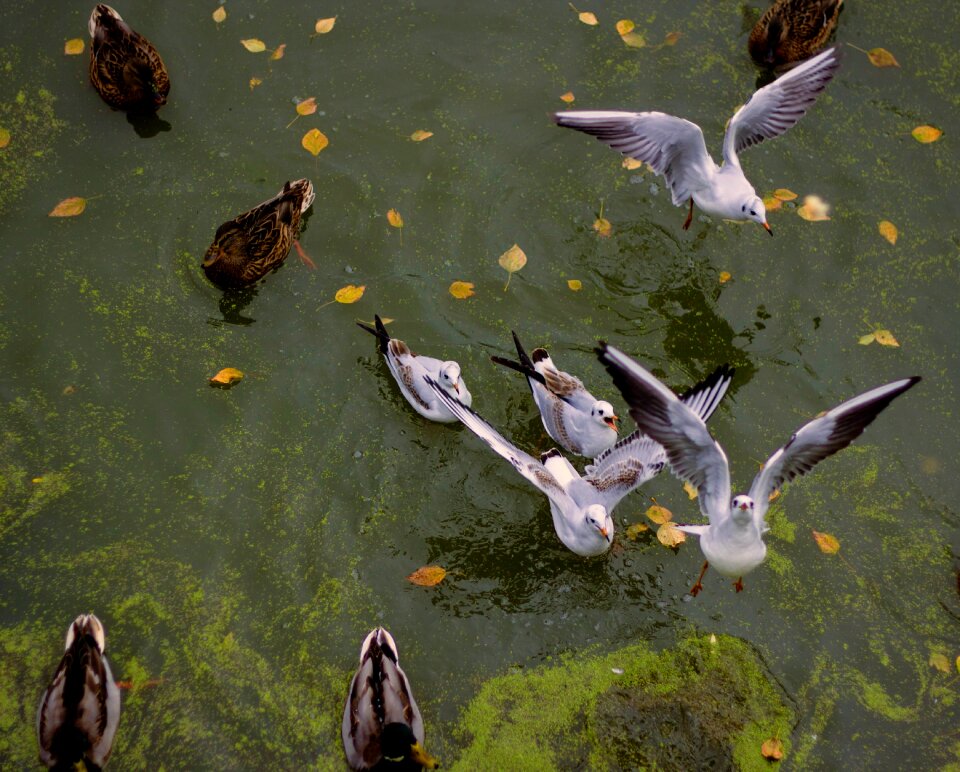 Gulls duck autumn