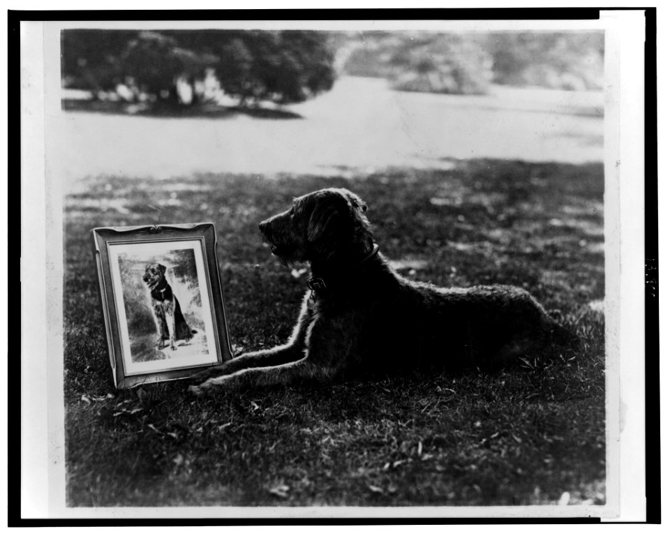 Laddie Boy and his portrait in silver, a radiotone presented to Mrs. Harding today by Alfred H. Retler LCCN2002712371