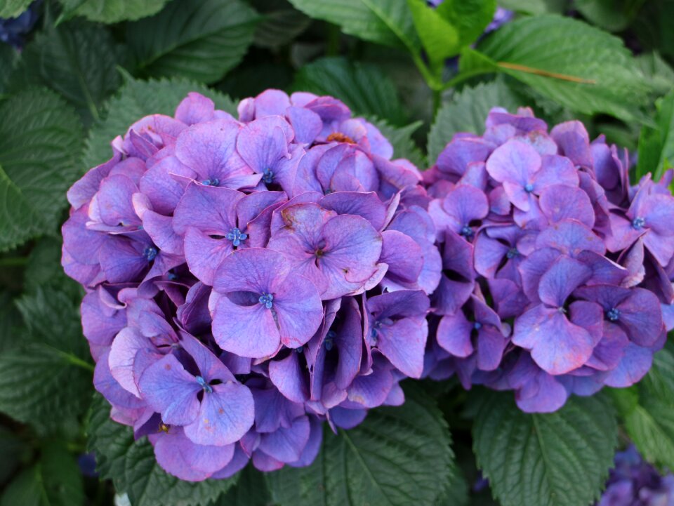 Flowers nature jeju island