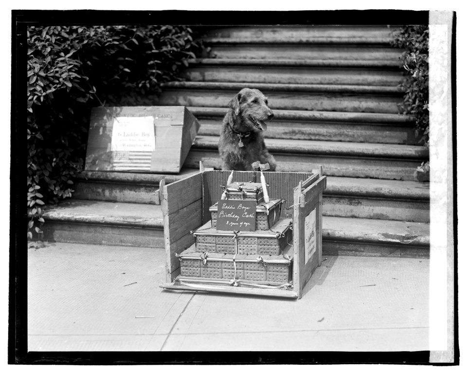 Laddie boy's birthday cake, (7-25-22) LOC npcc.06725
