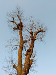 Winter tree without leaves