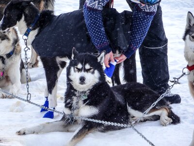 Pet snow winter