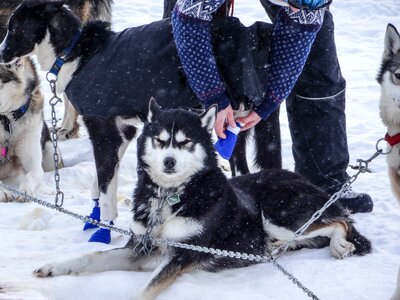 Pet snow winter photo