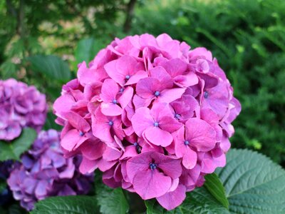 Jeju island nature hydrangea photo