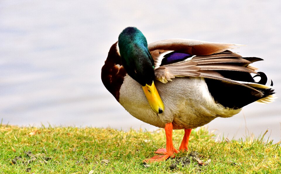 Colorful water bird duck bird