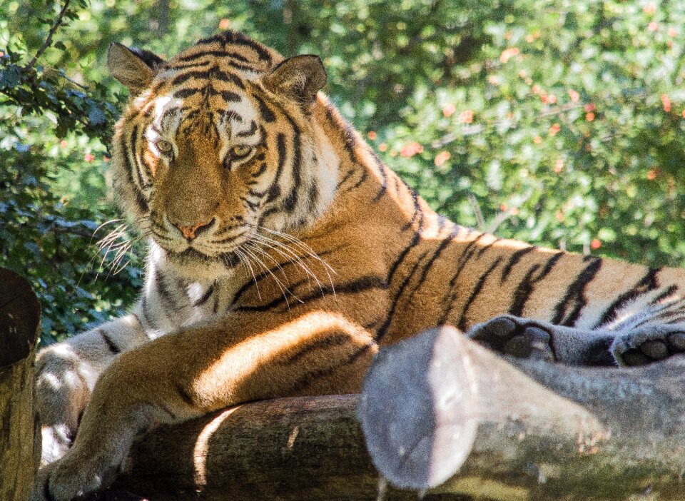 Big cat zoo predator photo