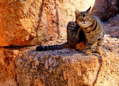 Cute kitten domestic