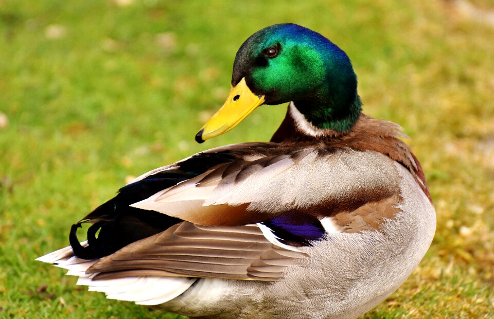 Colorful water bird duck bird