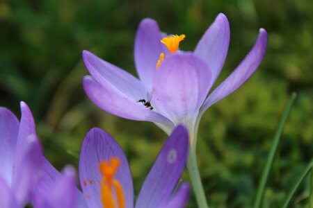 Blooming have summer