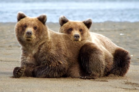 Lake Clark National Park and Preserve grizzly cubs on beach photo