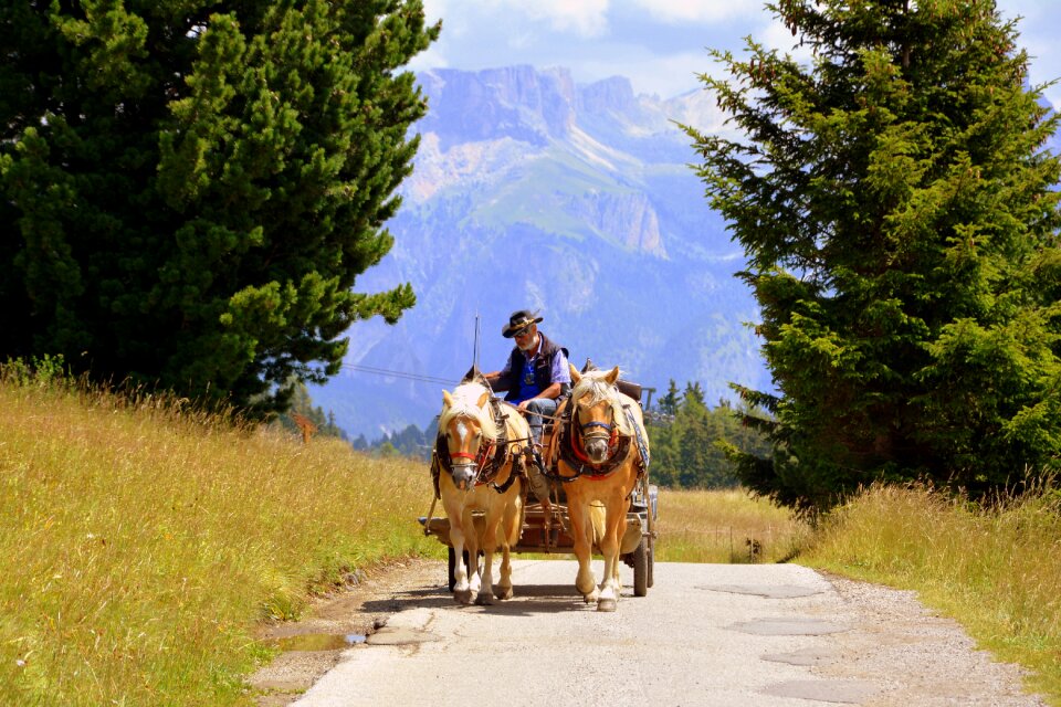 Animals road dolomites