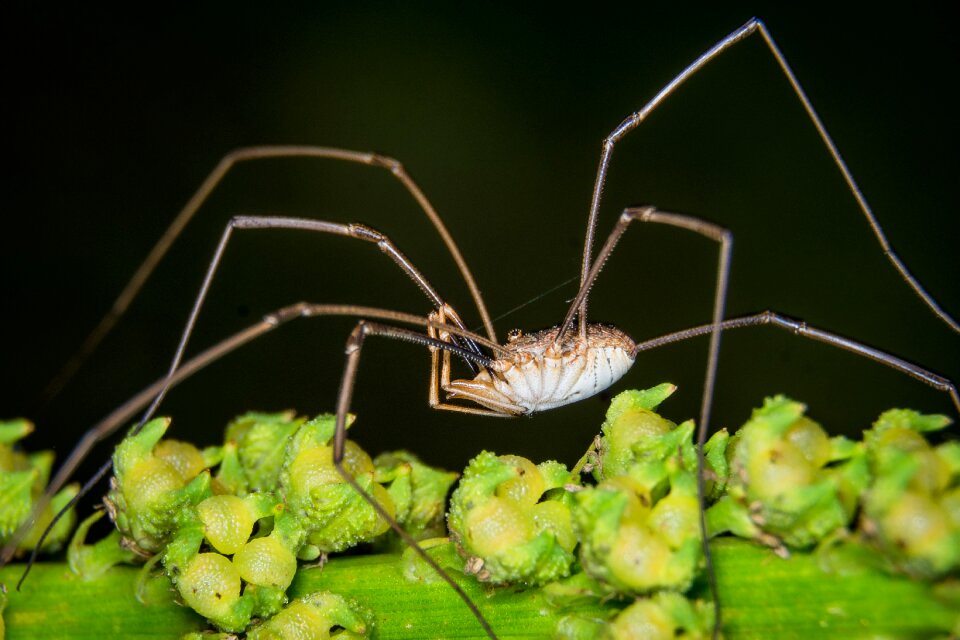 Close up nature insect