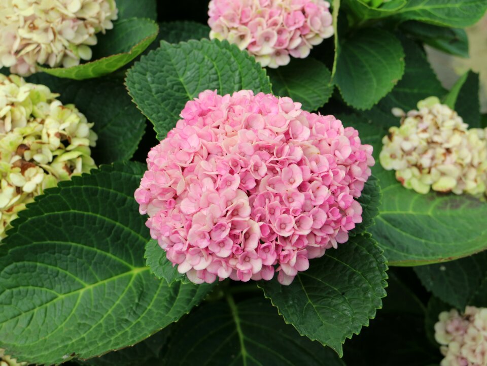 Jeju island hydrangea pink flower