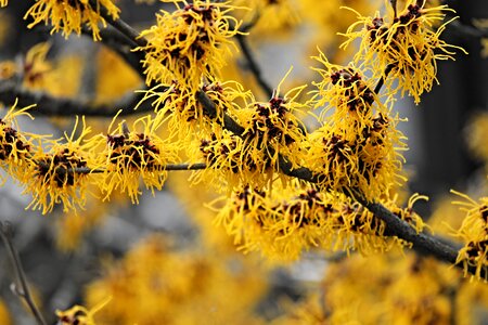 Bush flowers witch hazel plant photo