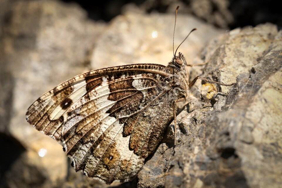 Butterfly insect moth