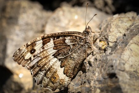 Butterfly insect moth photo