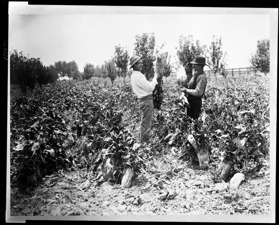 Lakeside Ranch The beet field. LCCN2009633187