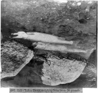Lake Tahoe Trout, weighing from 10 to 20 pounds LCCN2002721680