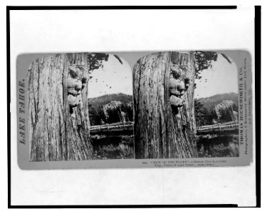 Lake Tahoe. Nick of the woods, a human face in a cedar, Valley of Lake Tahoe (near view) LCCN2003653080 photo