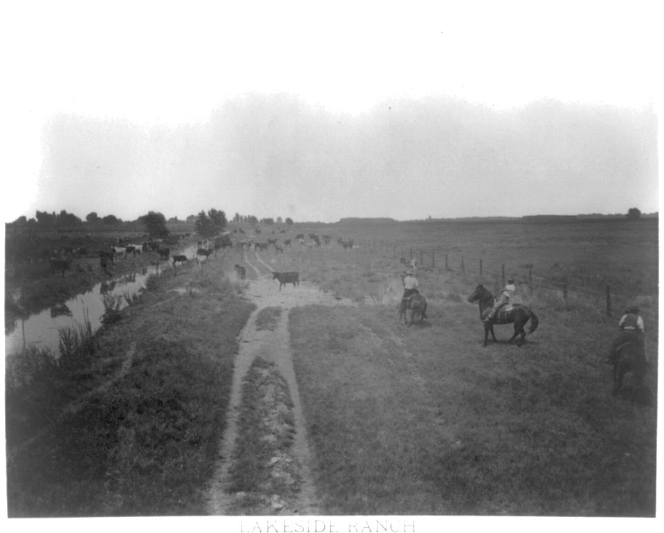 Lakeside ranch (cowboys herding) LCCN2016651040