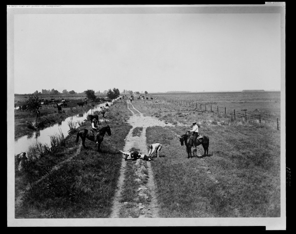 Lakeside Ranch Marking a yearling. LCCN2009633185